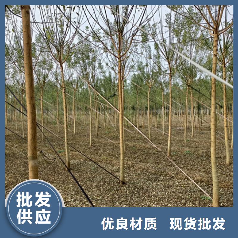 法桐【白蜡】产品细节参数