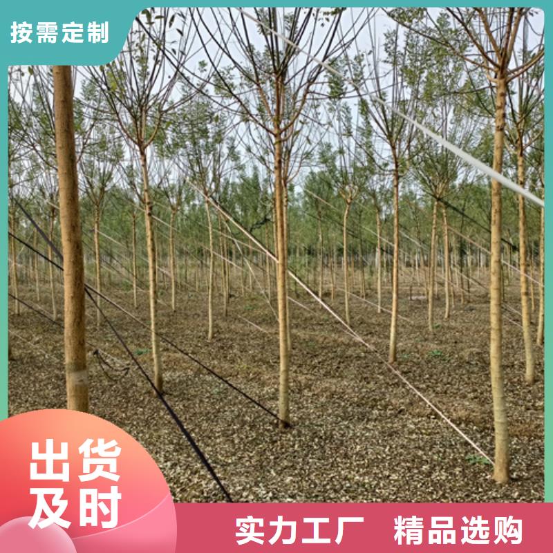 【法桐_白蜡价格实在】