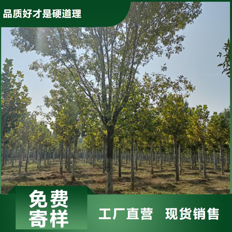 法桐美国红枫一站式服务