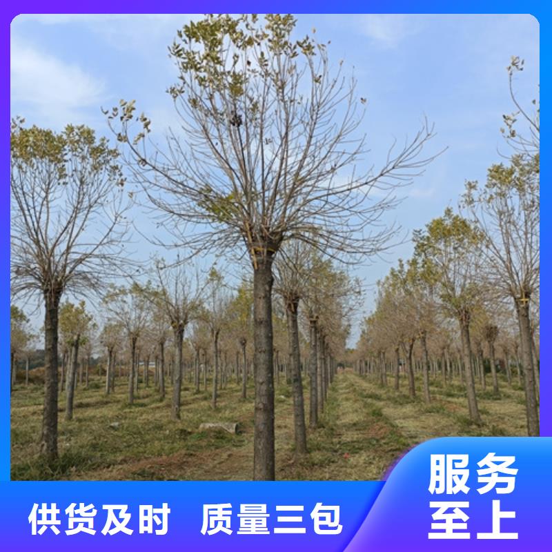 法桐秋紫白蜡一站式采购方便省心