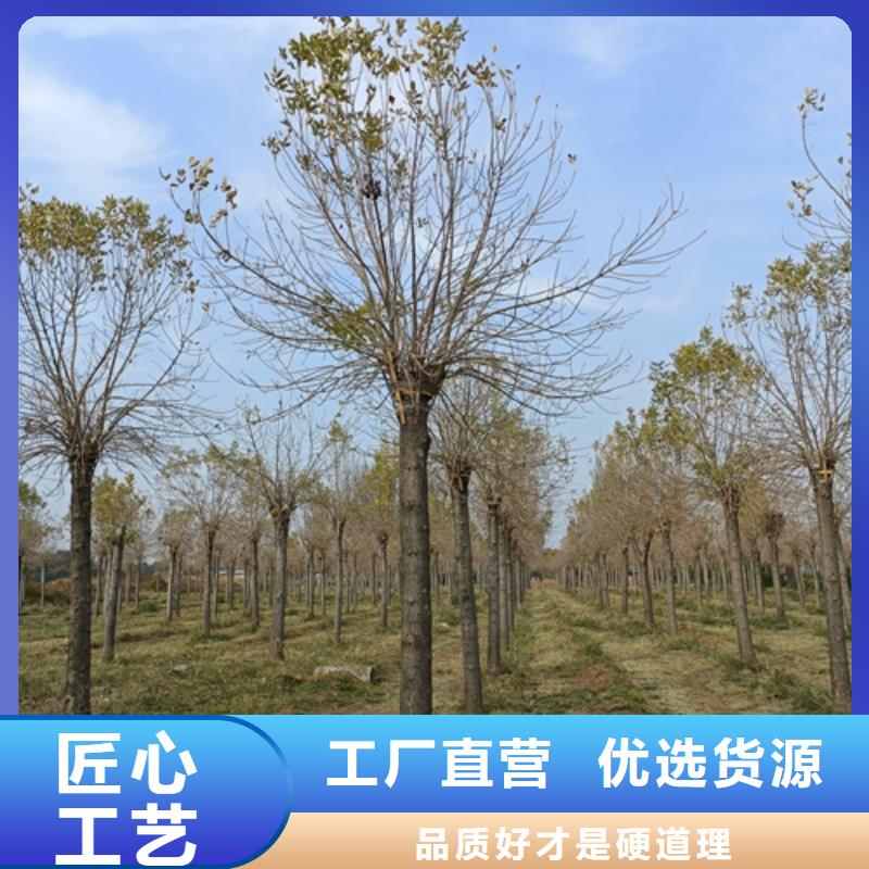 法桐黄金槐产地工厂