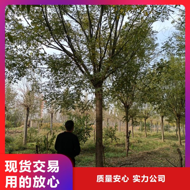 法桐黄金槐产品细节