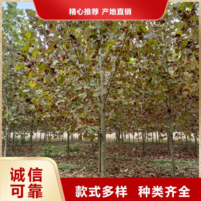 法桐国槐库存丰富
