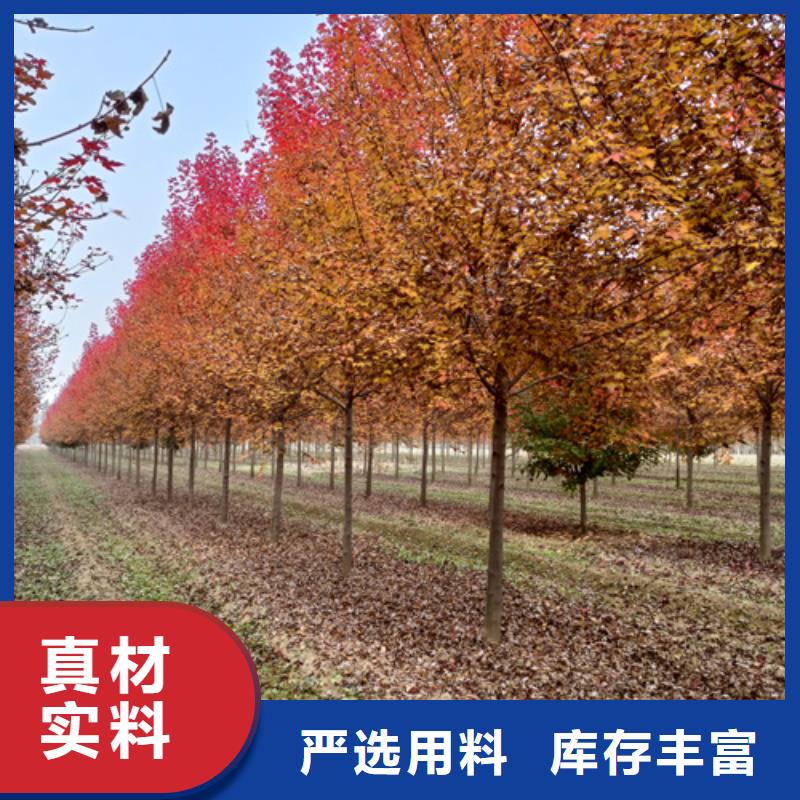 法桐金叶白蜡合作共赢
