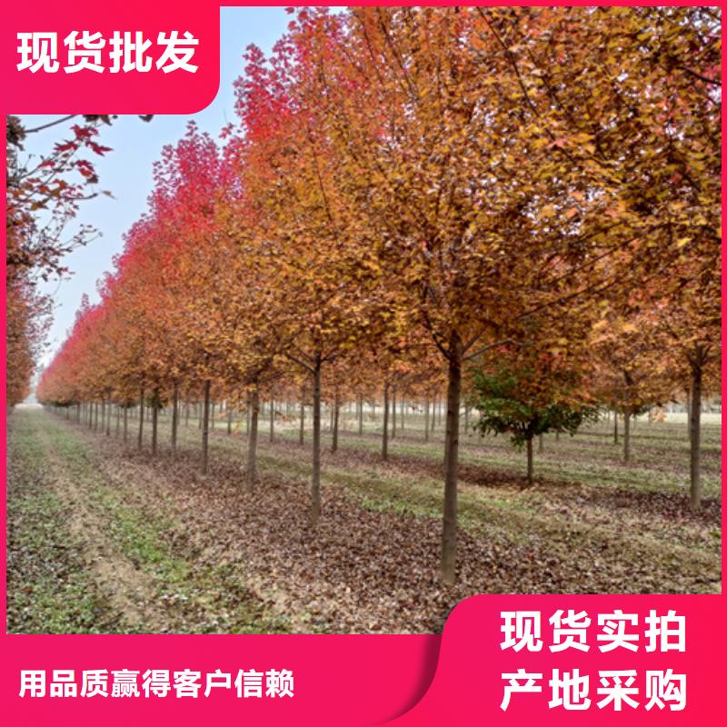 【法桐金叶槐用的放心】
