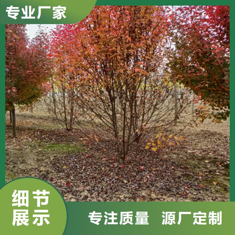 法桐秋紫白蜡一站式采购方便省心
