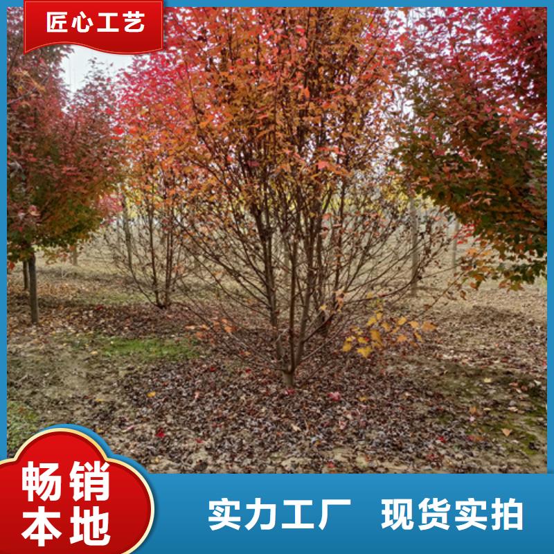【法桐-黄金槐一站式供应】