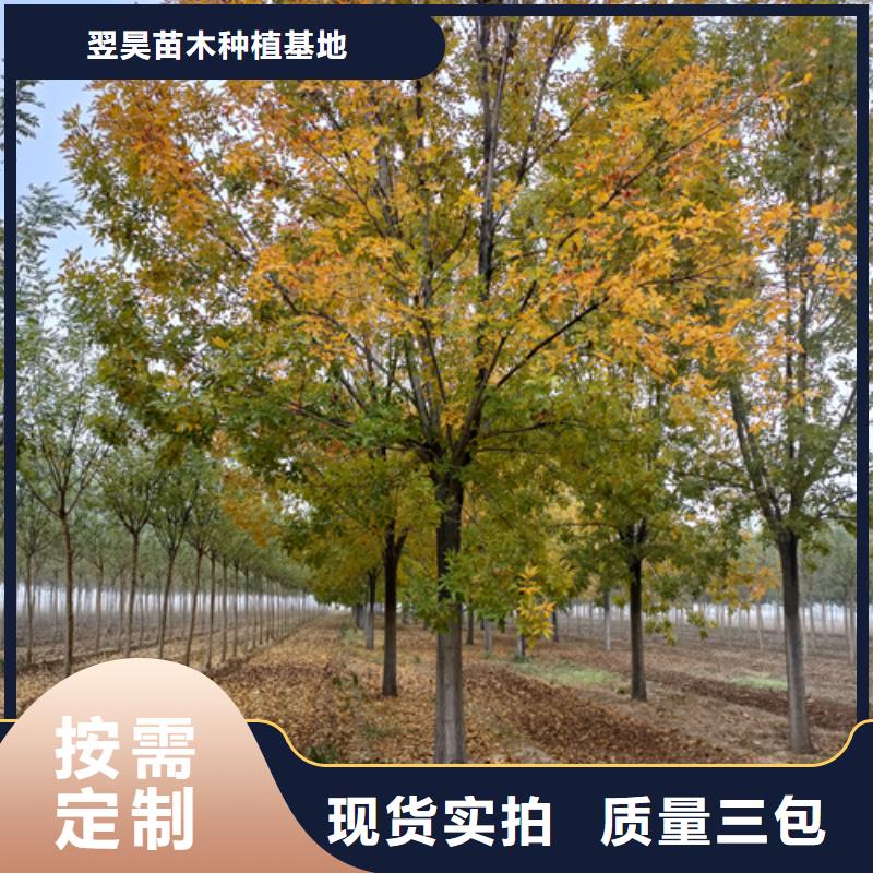 法桐国槐标准工艺