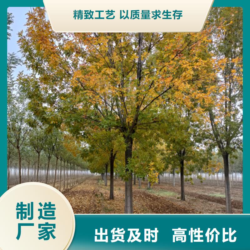 法桐五角枫甄选好厂家