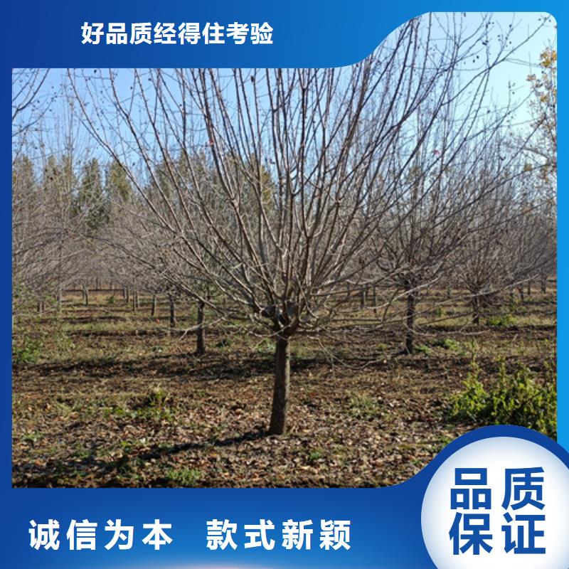 法桐黄金槐大厂家实力看得见