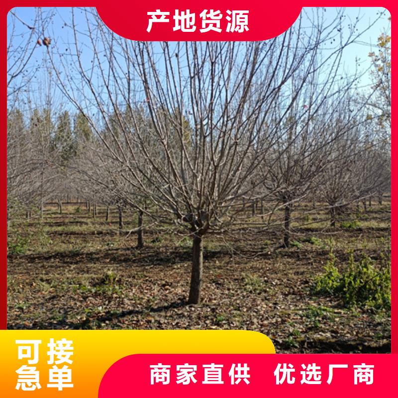 法桐白蜡量大从优