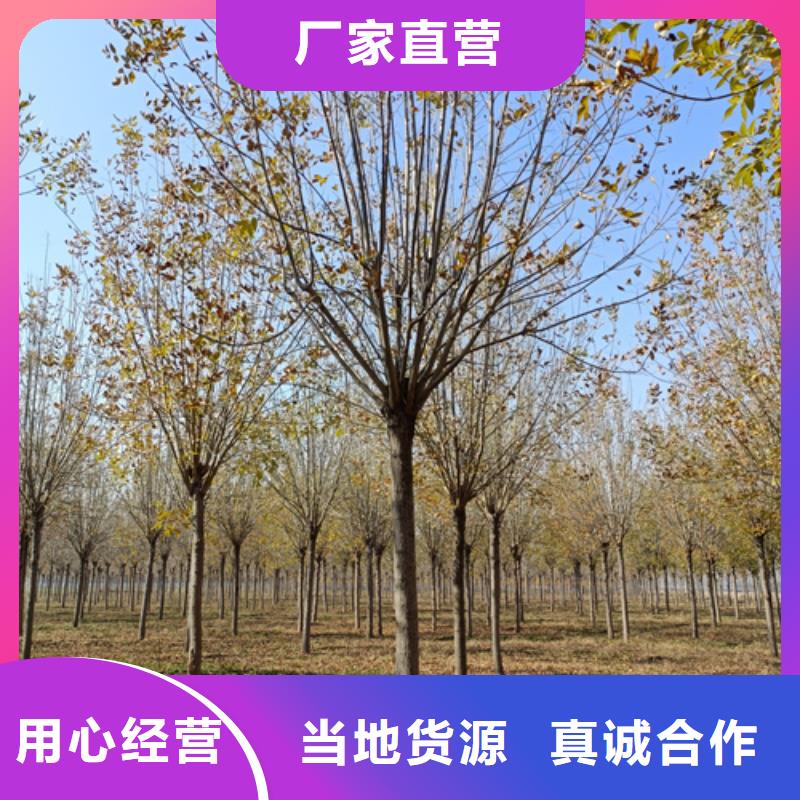 法桐金叶白蜡品质服务
