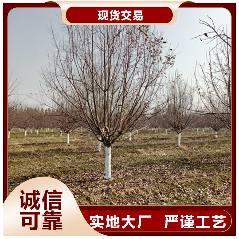 法桐,五角枫品质服务