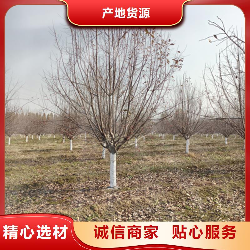 法桐垂丝海棠选择我们选择放心