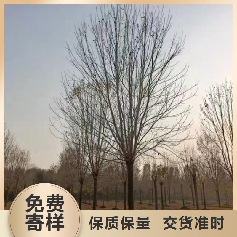 法桐金叶槐源头厂源头货