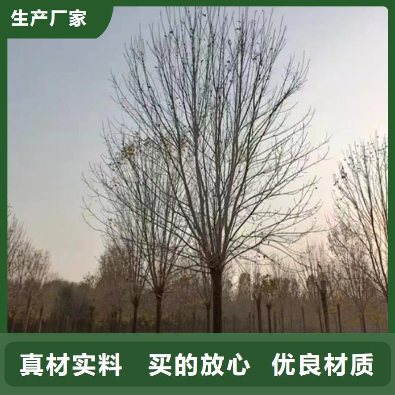 法桐五角枫精心打造