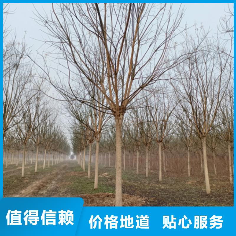 法桐-西府海棠多种工艺