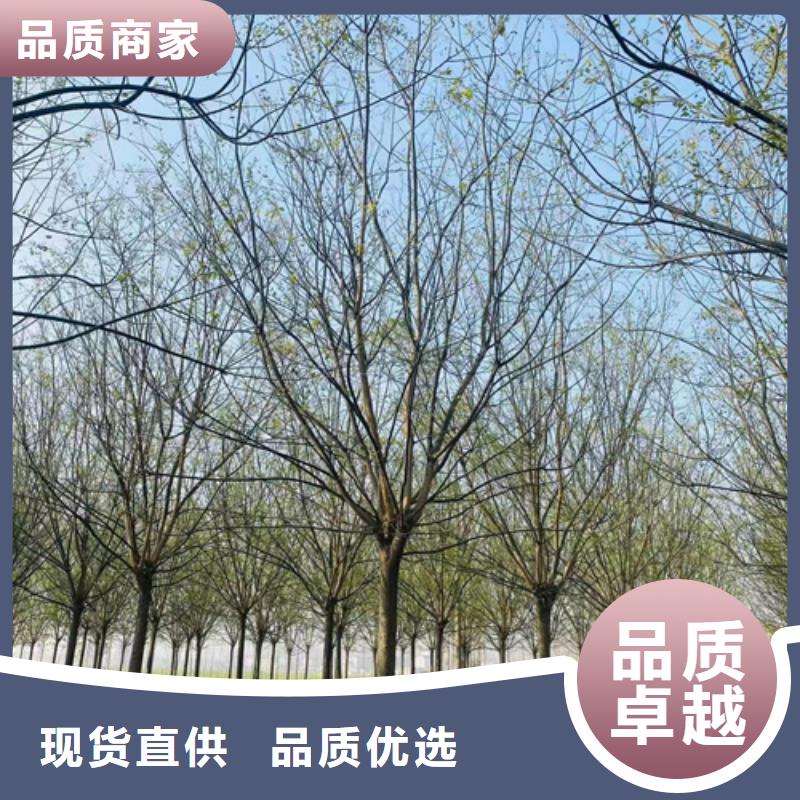 法桐-国槐畅销当地