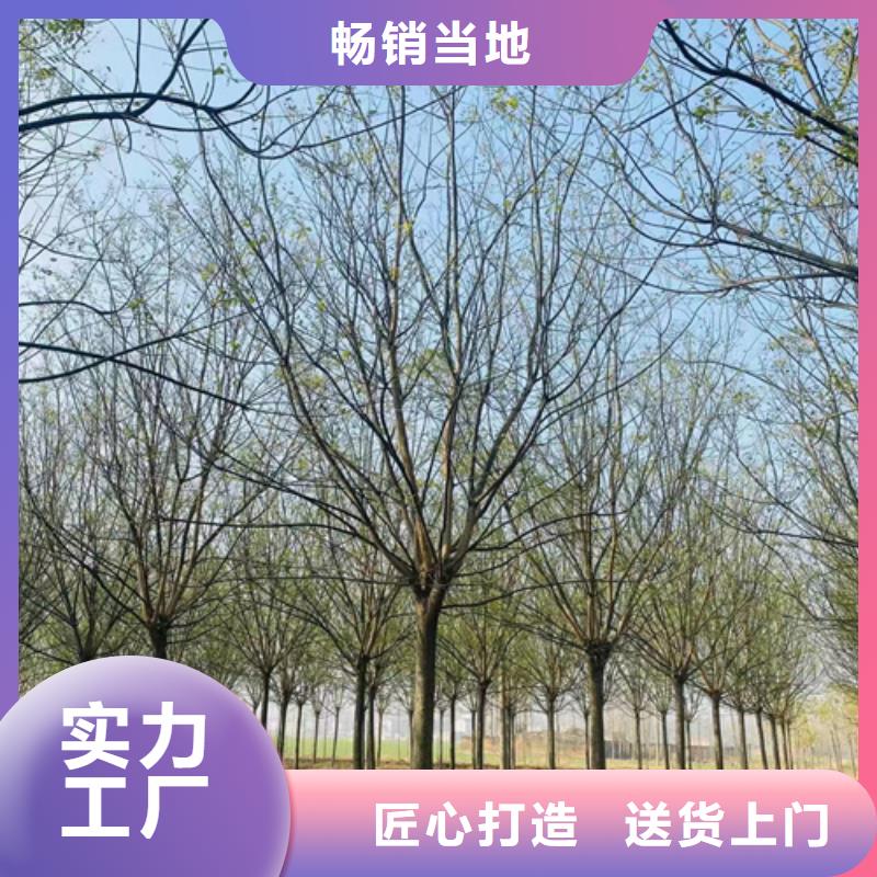 法桐价格低