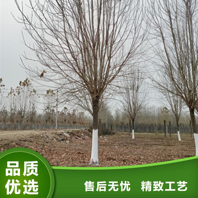 【法桐】金叶白蜡品质无所畏惧