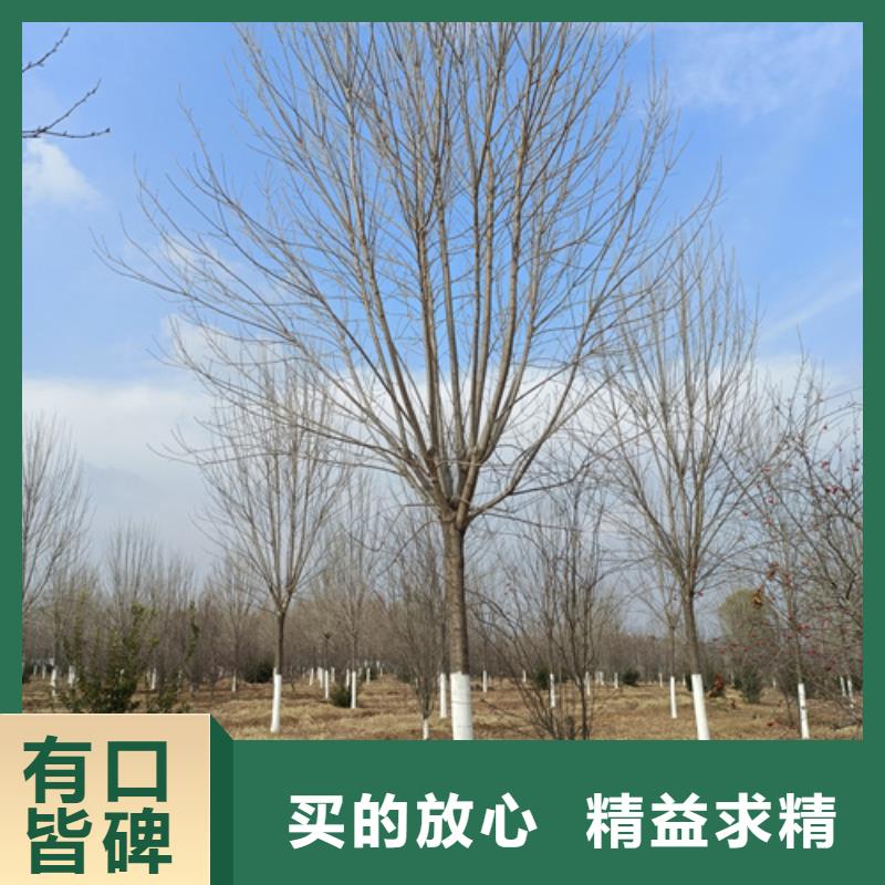 法桐金叶复叶槭实力见证
