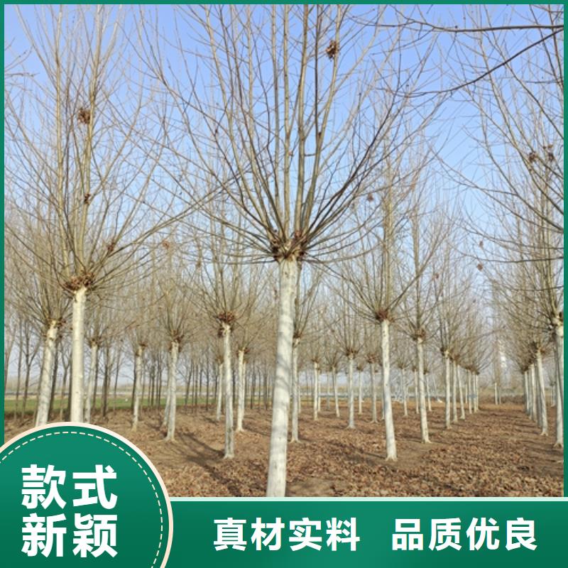 法桐【西府海棠】当地货源
