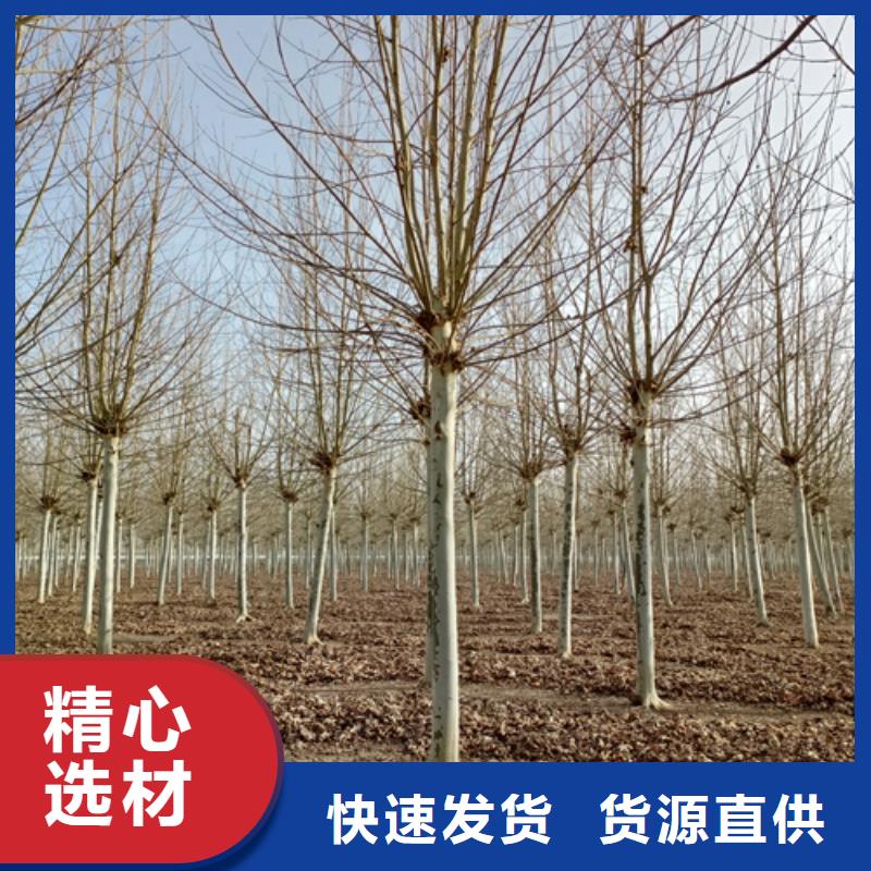 法桐_国槐工厂认证
