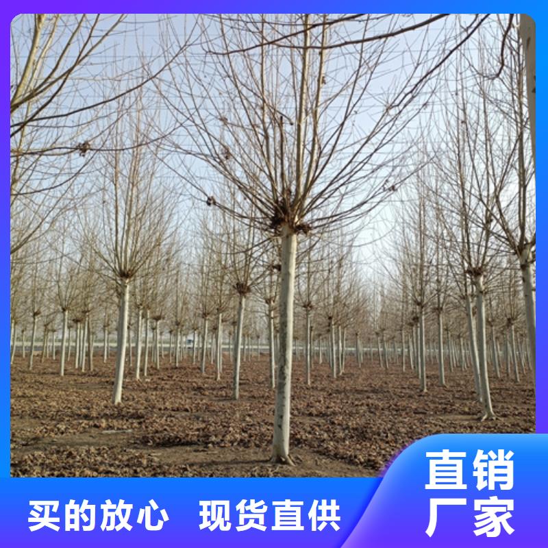 【法桐国槐0中间商差价】