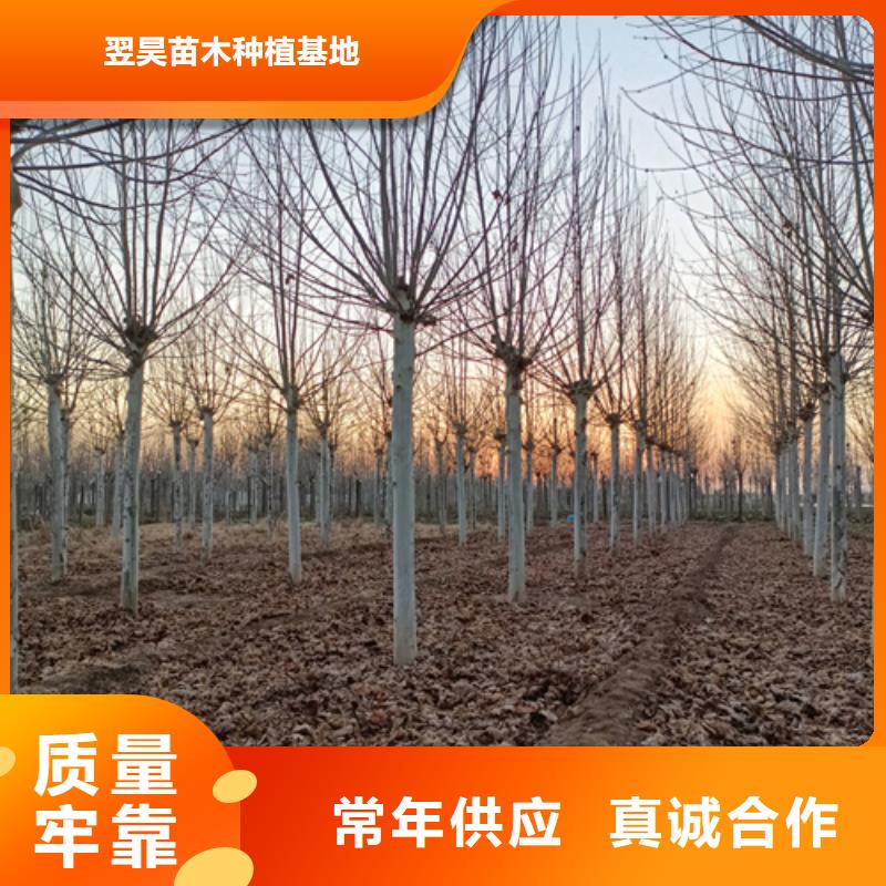 法桐垂丝海棠选择我们选择放心