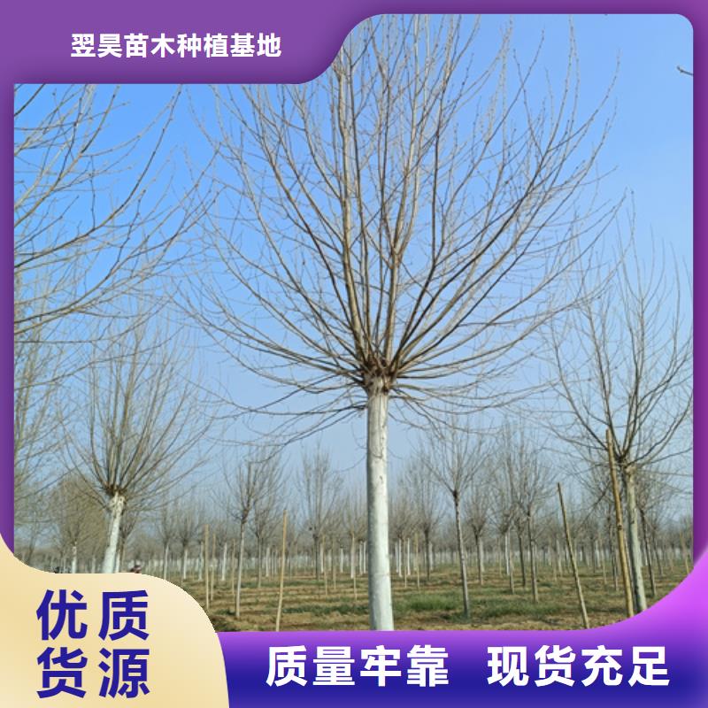 【法桐-美国红枫24小时下单发货】
