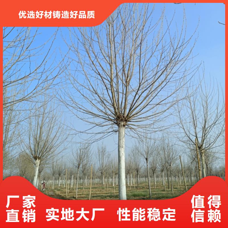 【法桐-美国红枫24小时下单发货】