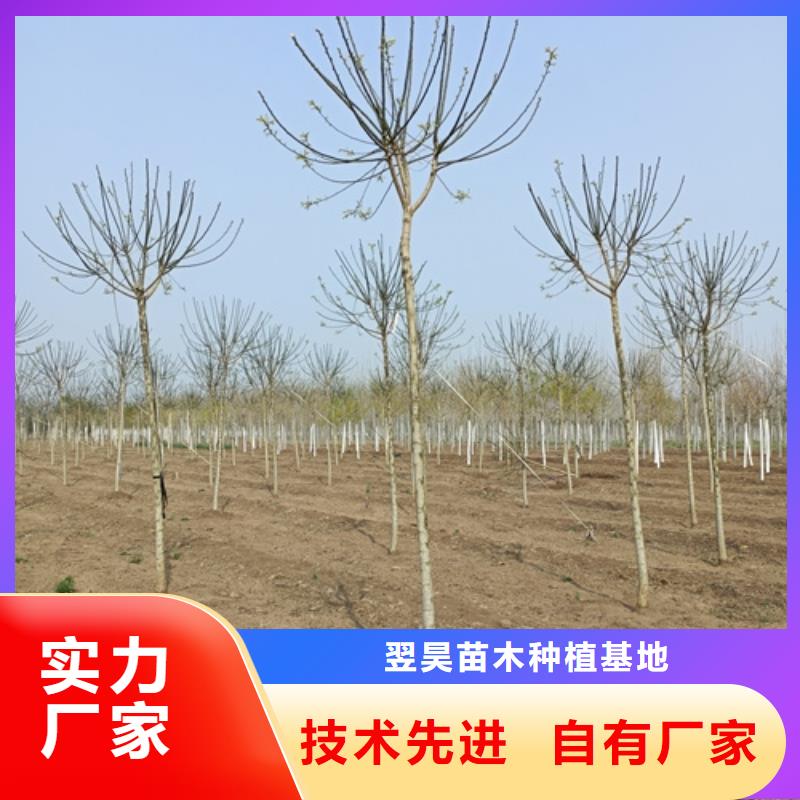 法桐金叶白蜡合作共赢