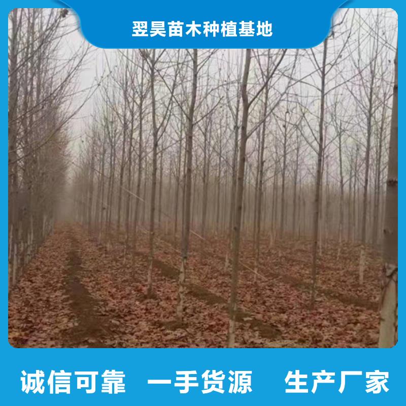 法桐国槐标准工艺