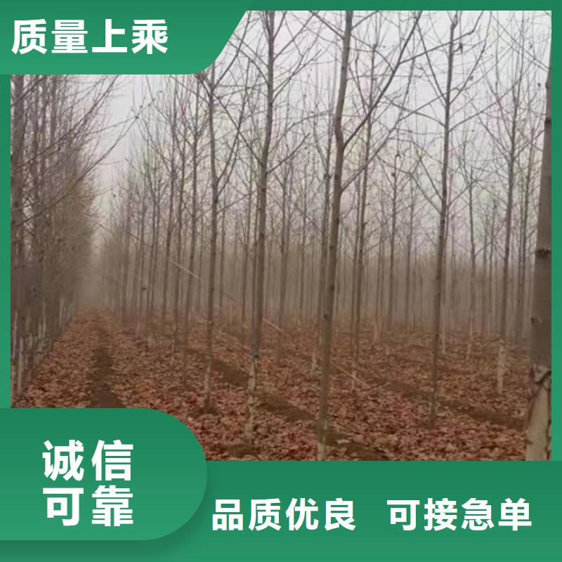 【法桐-美国红枫24小时下单发货】