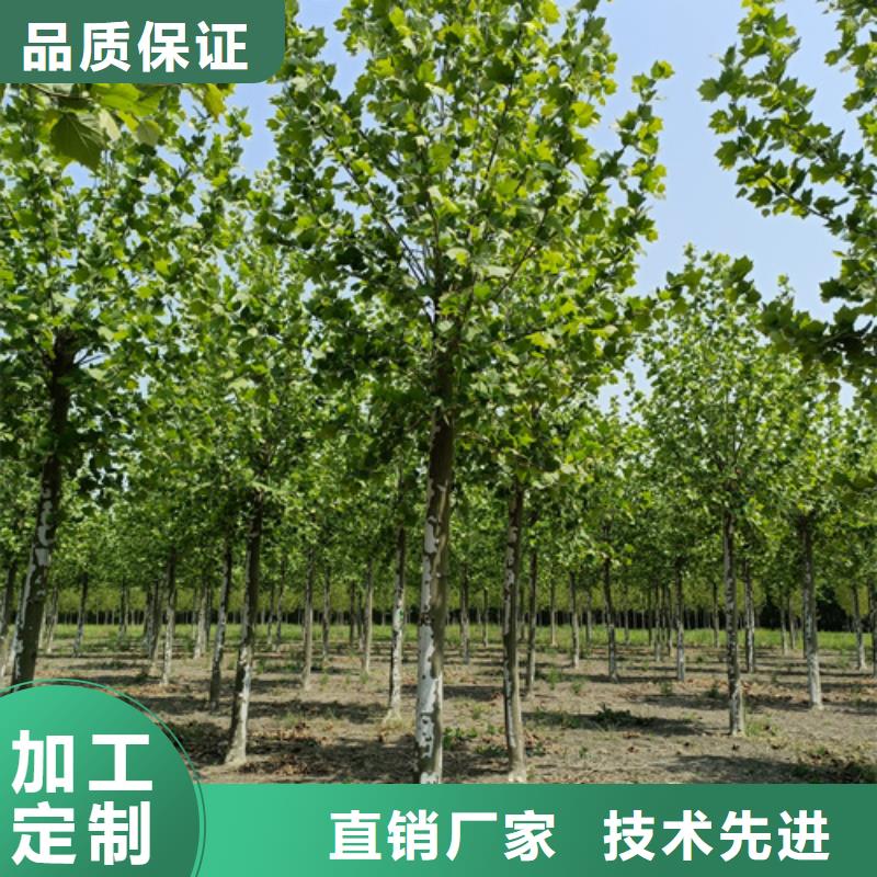 【法桐】金叶白蜡品质无所畏惧