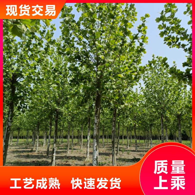 【法桐西府海棠多行业适用】
