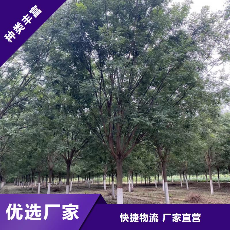 法桐黄金槐专业按需定制