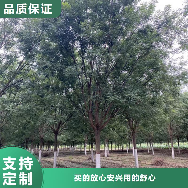 法桐联系厂家