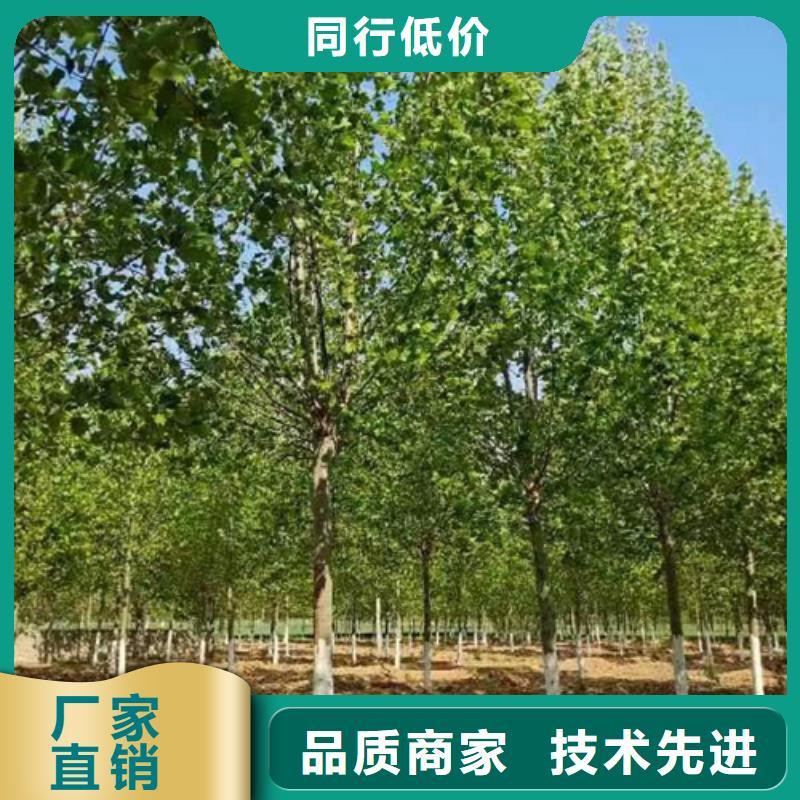 法桐-国槐畅销当地