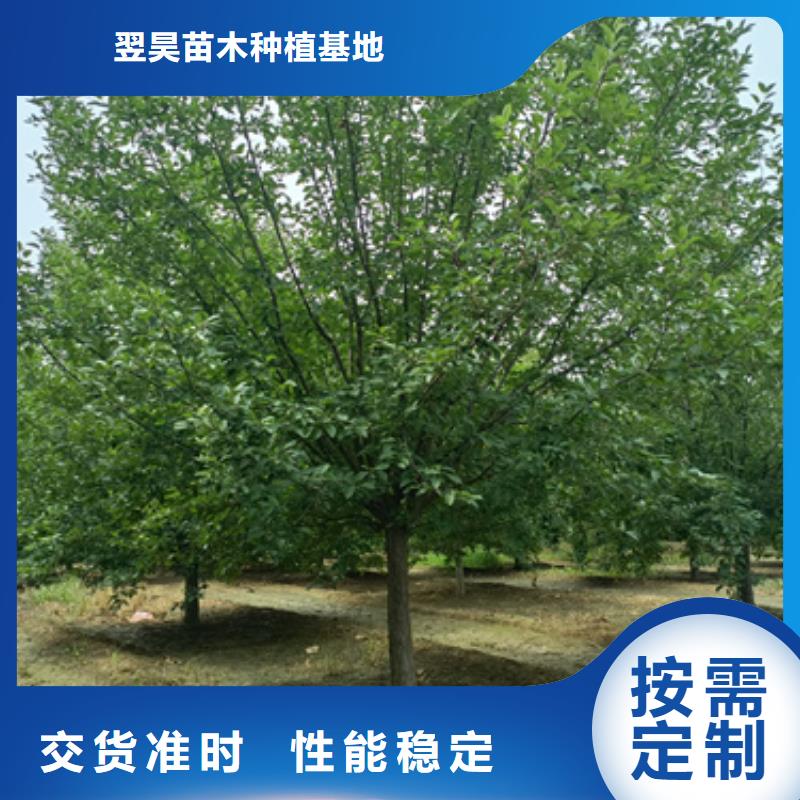 法桐国槐厂家新品