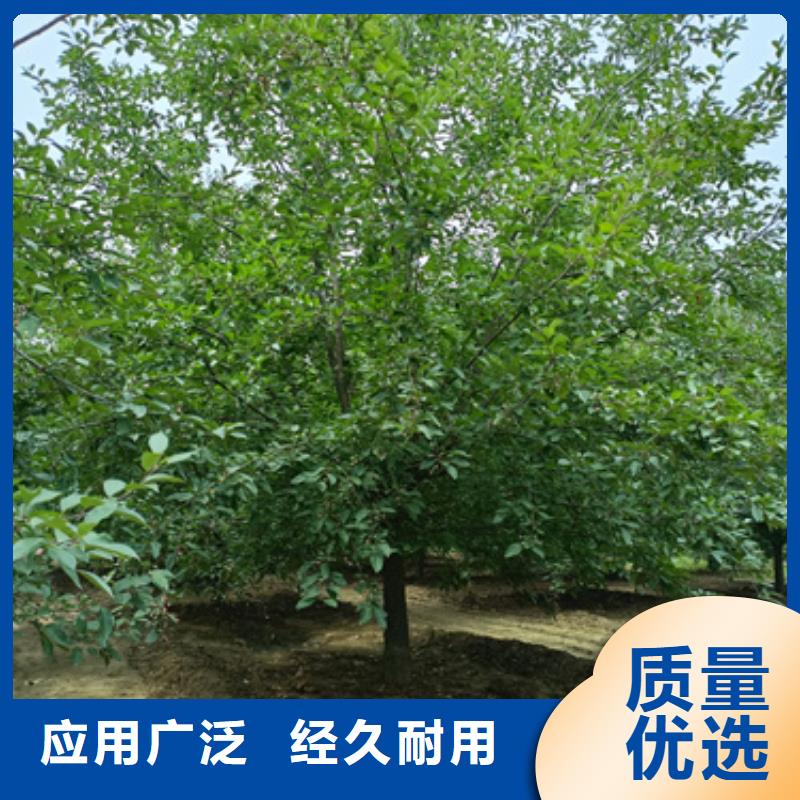 法桐白蜡厂家直销值得选择