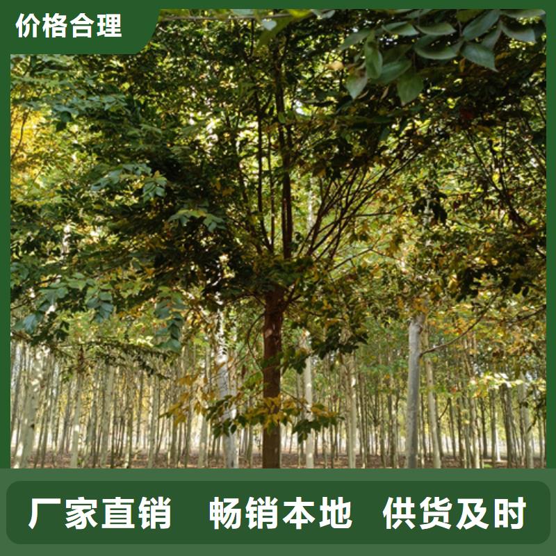 法桐现货充足