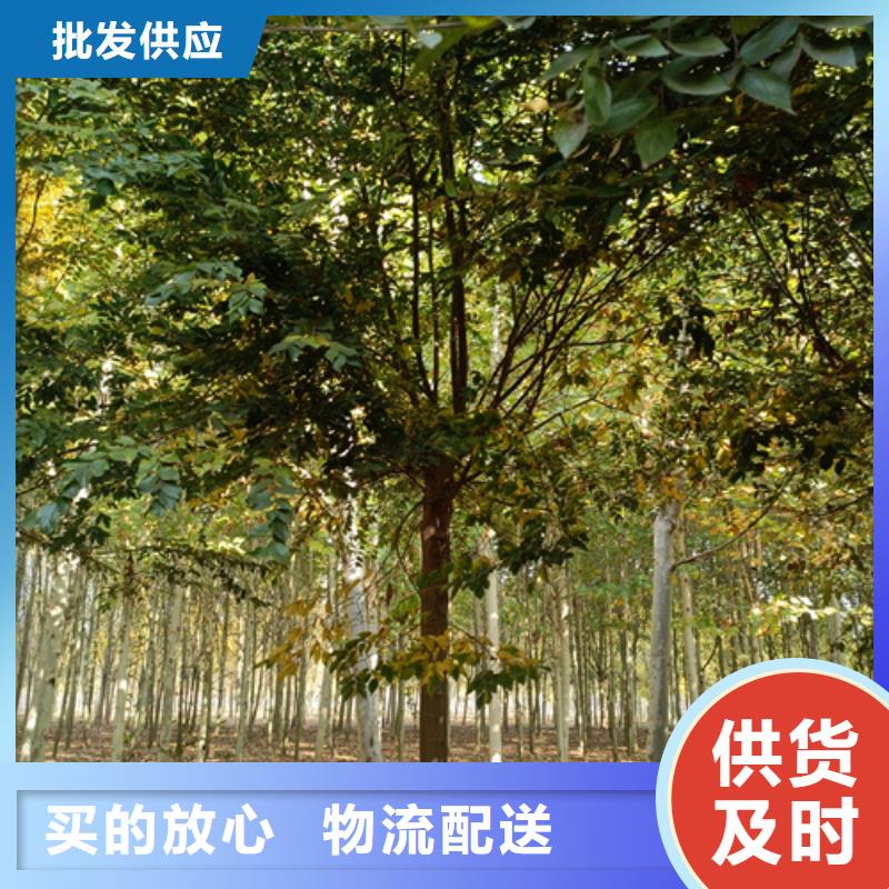 法桐,五角枫品质服务