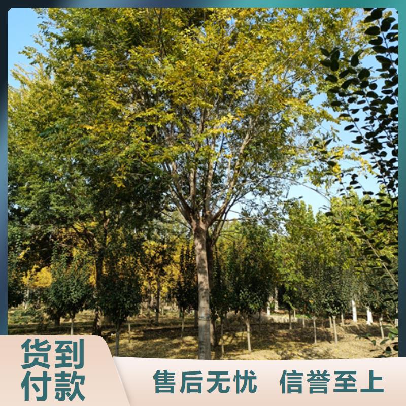 法桐,美国红枫现货