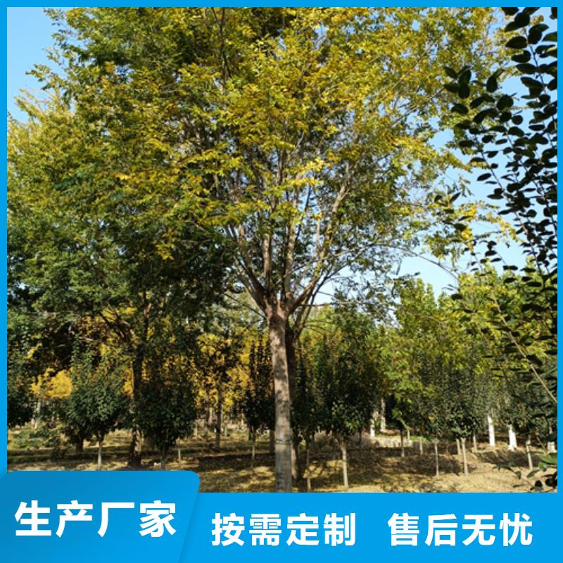 法桐_原生冠法桐批发货源