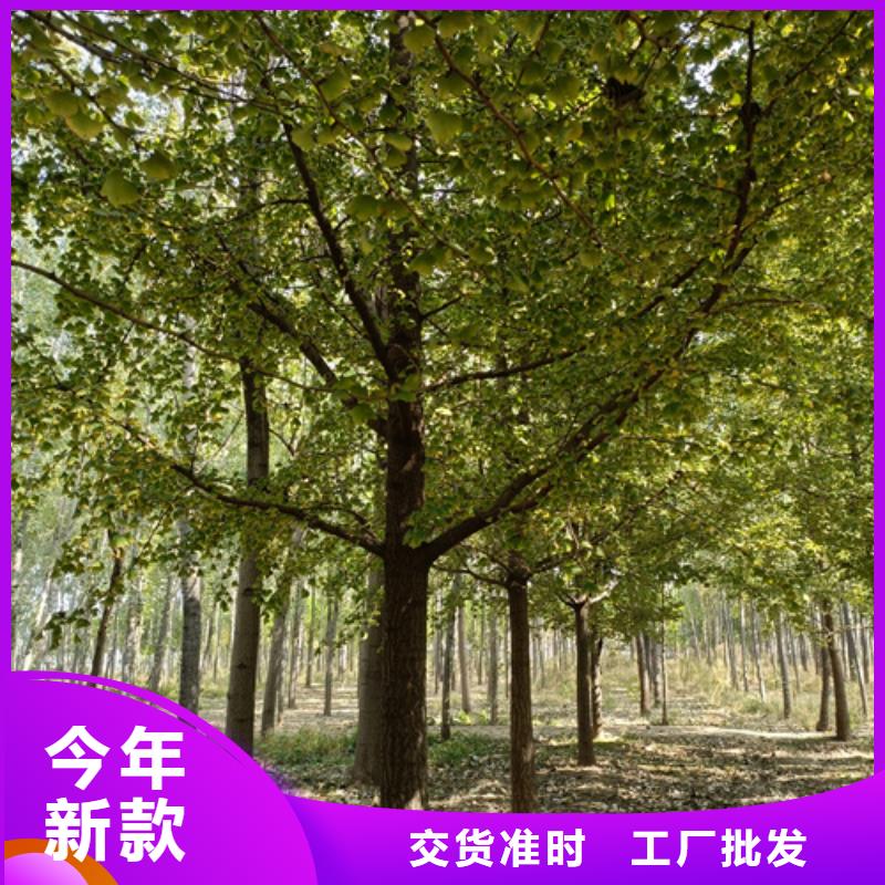 法桐黄金槐支持大批量采购