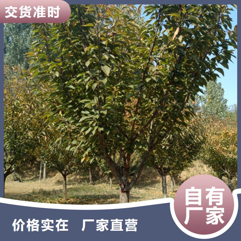 【法桐-国槐让客户买的放心】