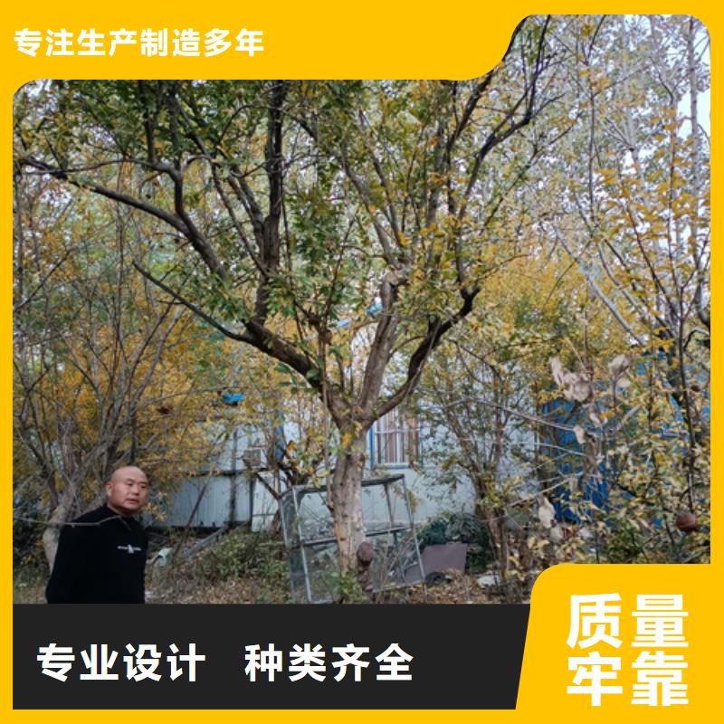 法桐樱花一站式采购方便省心