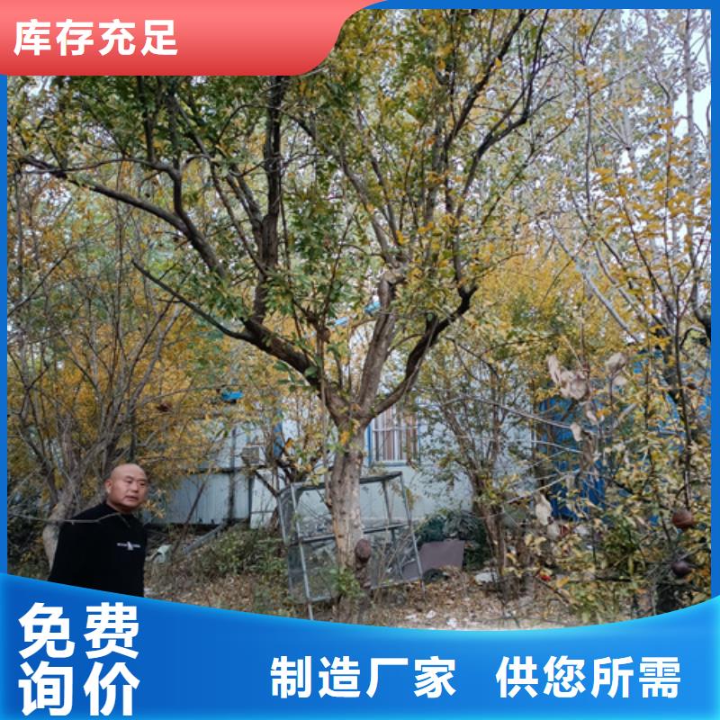法桐白蜡量大从优