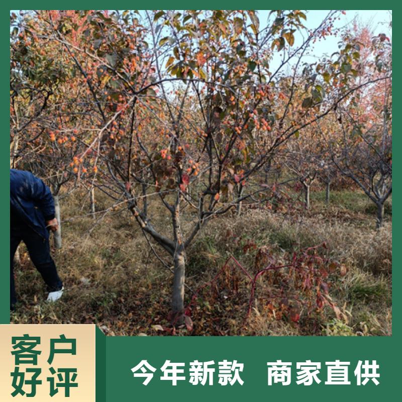 法桐樱花一站式采购方便省心